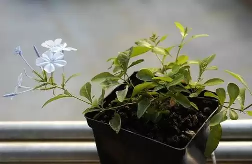 镇宅挡煞之花哪种最强？镇宅挡煞的最厉害的花？-会东网