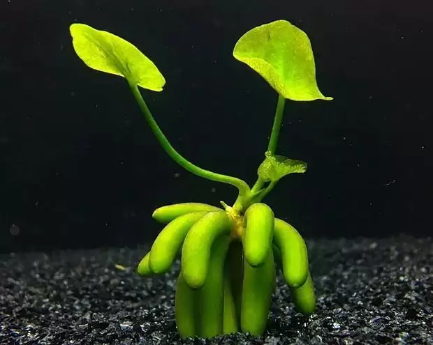 香蕉草酸含量揭秘:对人体有何影响?-会东网