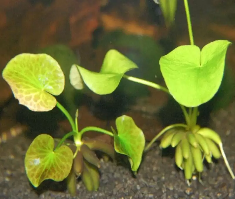 香蕉草莓芭乐鸭脖奶茶与千层浪:美食组合推荐-会东网