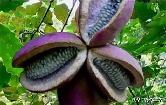 炸裂味蕾！农村大山深处的神秘野果“八月炸”，你敢尝吗？插图3