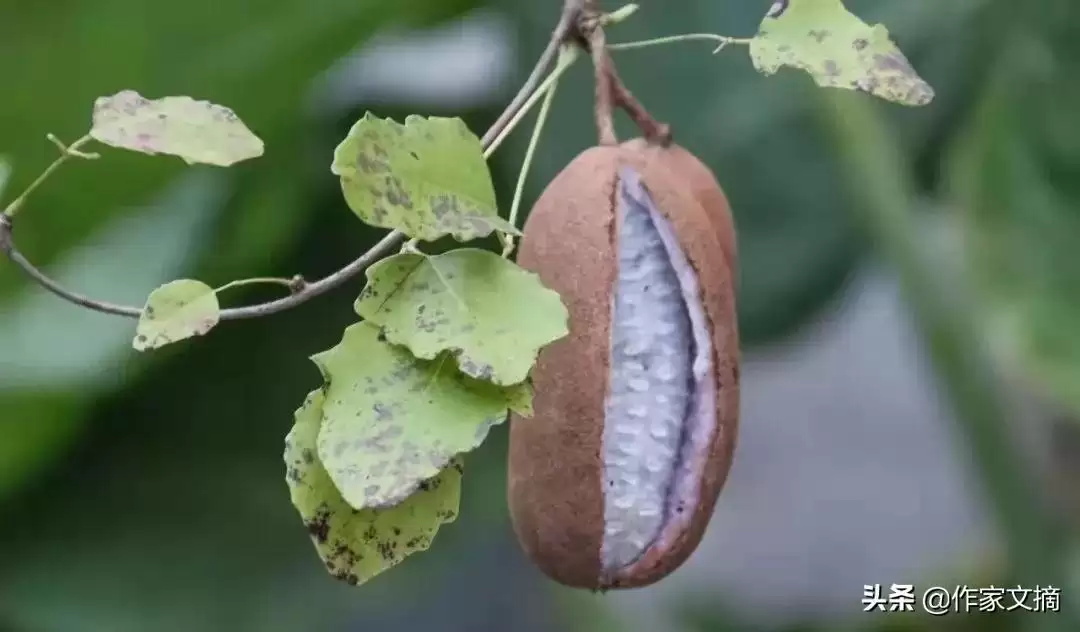 八月炸农村孩子的童年记忆-会东网