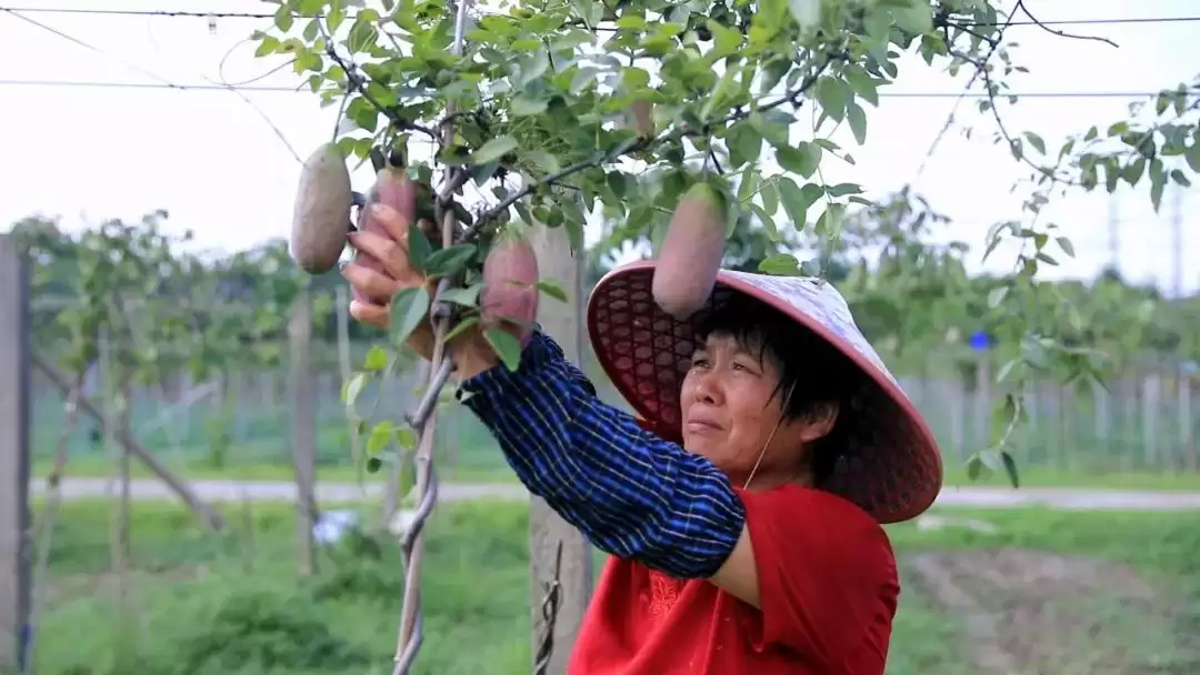 炸裂上市!这浑身是宝的水果你怎能错过?插图1 炸裂上市!这浑身是宝的水果你怎能错过?插图1