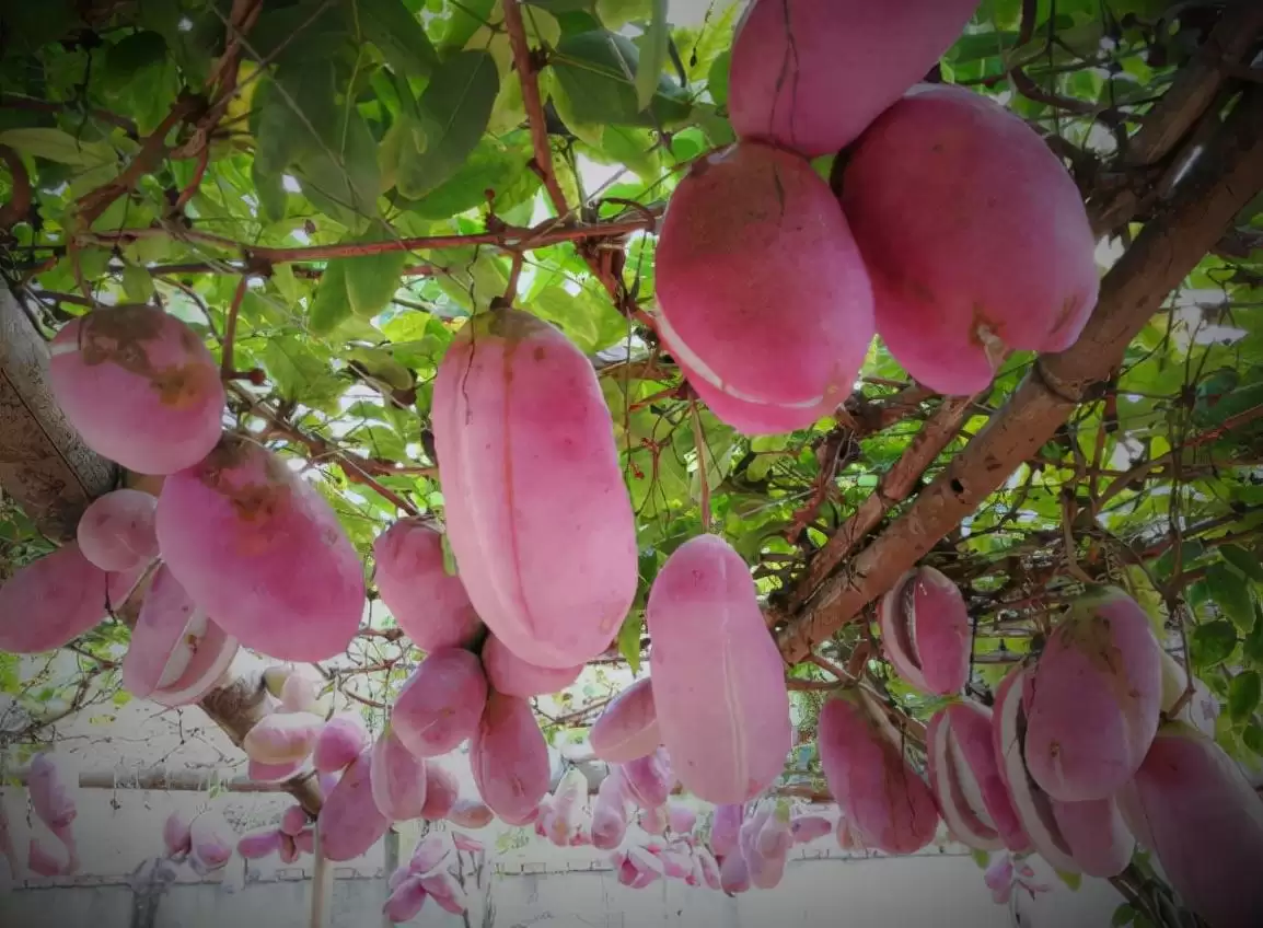 曾不起眼的“八月炸”，变身成“致富果”，1斤18元让不少人眼红插图4