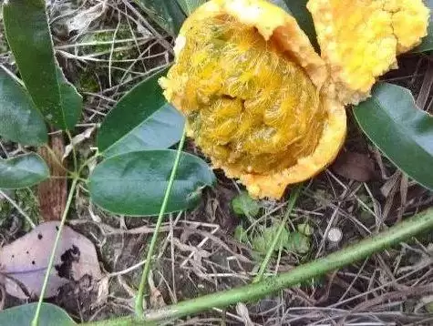 芒果还是野果？农村大山里的“八月炸”竟如此美味！插图5