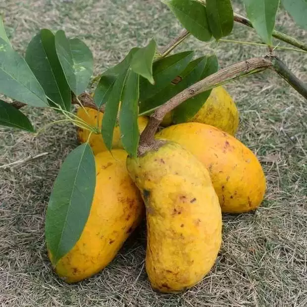 南方大山深处有一种野果,俗称“九月黄”,为何用处这么大?-会东网