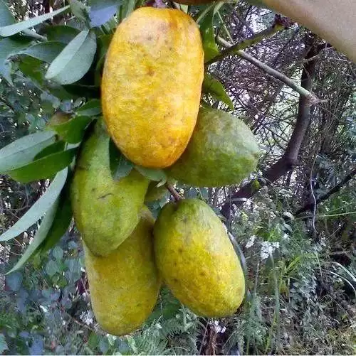 不可错过的美味野果，长得像肾，全身是宝！插图5