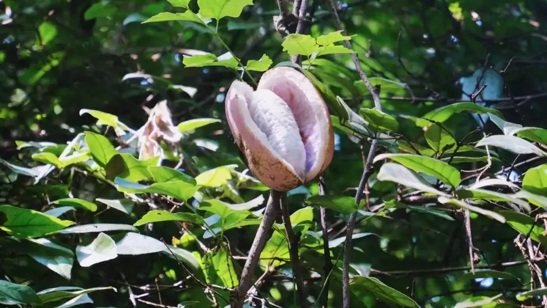 八月里话“八月瓜”：它竟能如此赚钱？插图5