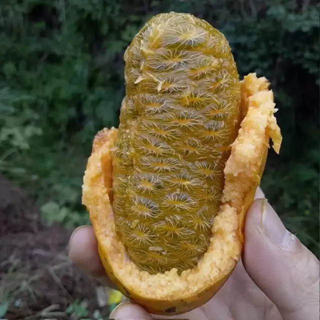 南方大山深处有一种野果，俗称“九月黄”，为何用处这么大？插图2