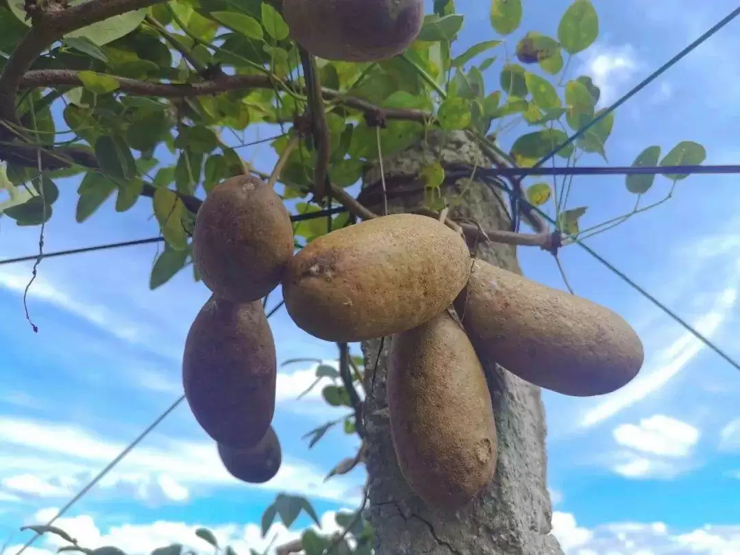 果实像牛腰子，人称八月炸，八月瓜，不可错过的美味野果快成熟了插图1