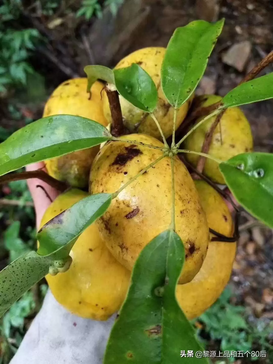 芒果还是野果？“九月黄”全身是宝，你知多少？插图4