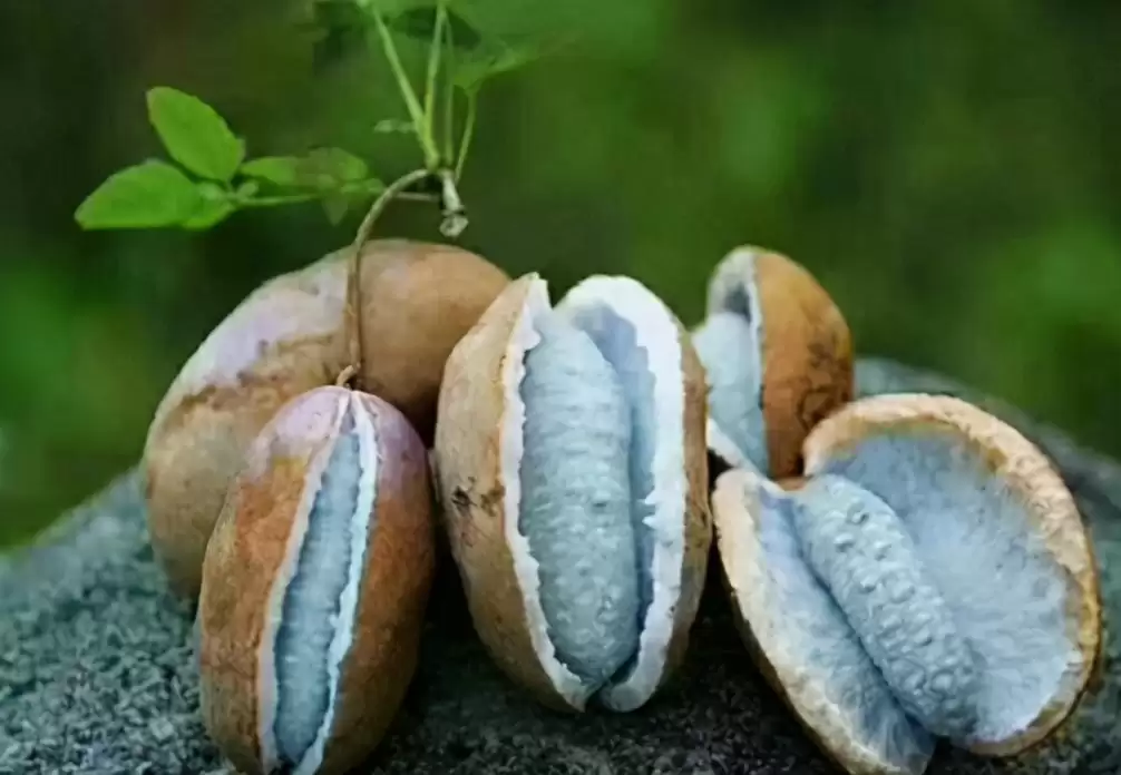 曾不起眼的“八月炸”,变身成“致富果”,1斤18元让不少人眼红-会东网