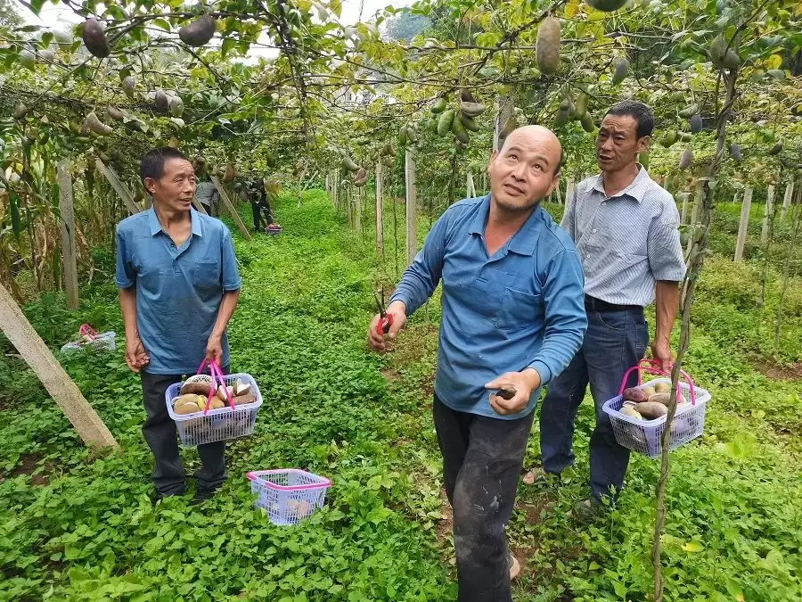 昭通彝良丰收节盛况!八月瓜喜获丰收,农民笑开颜!插图2 昭通彝良丰收节盛况!八月瓜喜获丰收,农民笑开颜!插图2