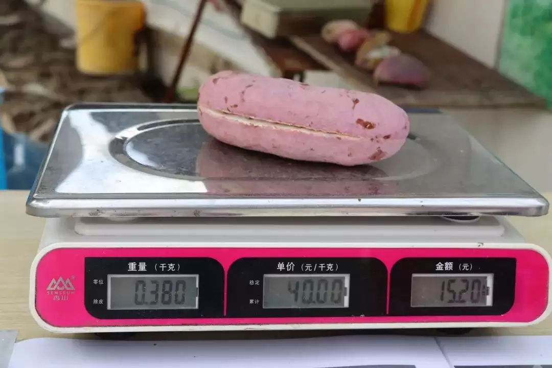 “黑老虎”“九月黄”……八月瓜的“朋友圈”扩容啦!插图3 “黑老虎”“九月黄”……八月瓜的“朋友圈”扩容啦!插图3