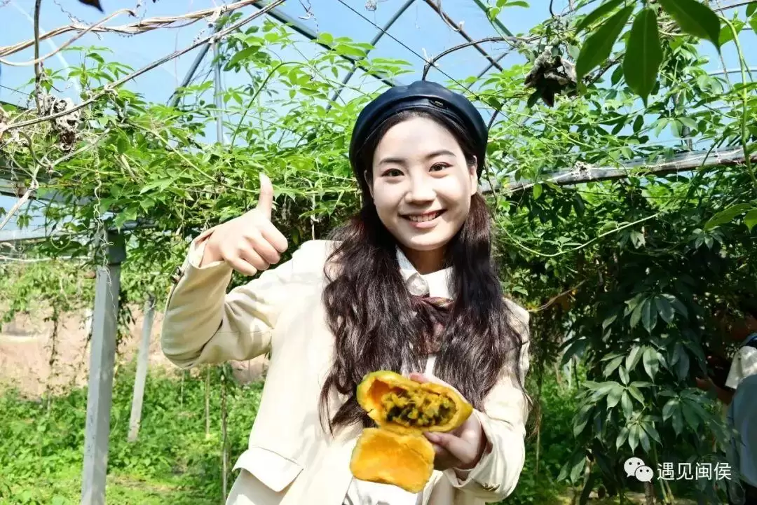 “八月炸”“九月黄”神奇水果在哪里?插图5 “八月炸”“九月黄”神奇水果在哪里?插图5