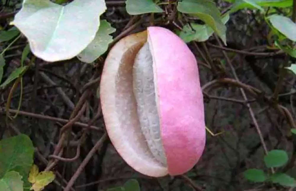 致富秘诀揭晓!这种会“爆炸”的野果,一斤竟卖10元!-会东网