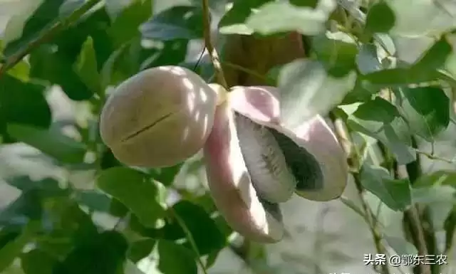 炸裂味蕾！农村大山深处的神秘野果“八月炸”，你敢尝吗？插图2