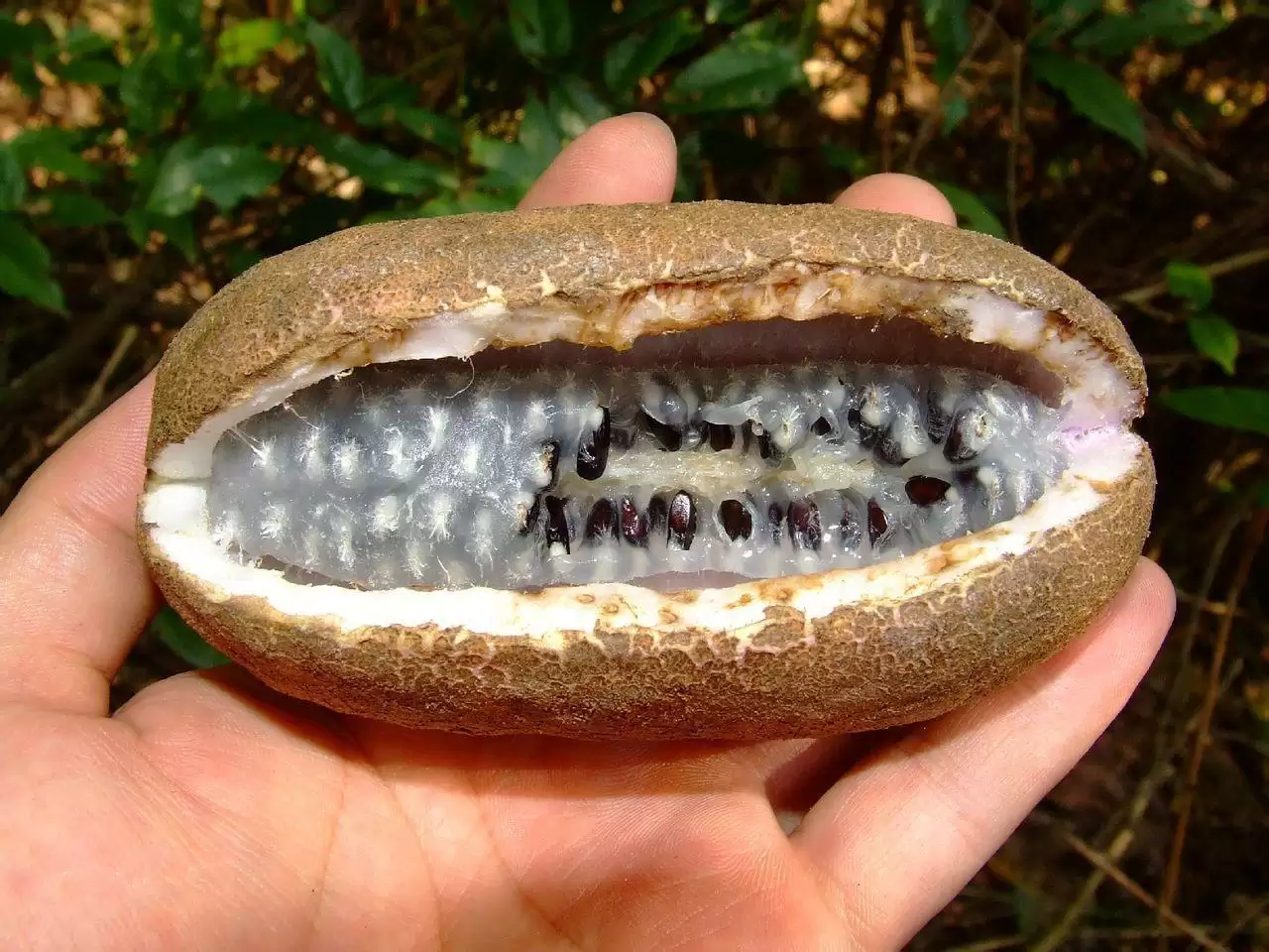 神秘水果“八月炸”曝光,你尝过这大自然的馈赠吗?插图2 神秘水果“八月炸”曝光,你尝过这大自然的馈赠吗?插图2