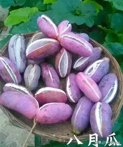 “野果王”八月瓜！罕见珍稀，价值超乎想象！插图4