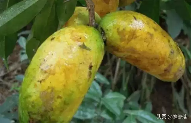农村称之九月黄,常被认成八月瓜,80后儿时当零食,如今极其少见-会东网