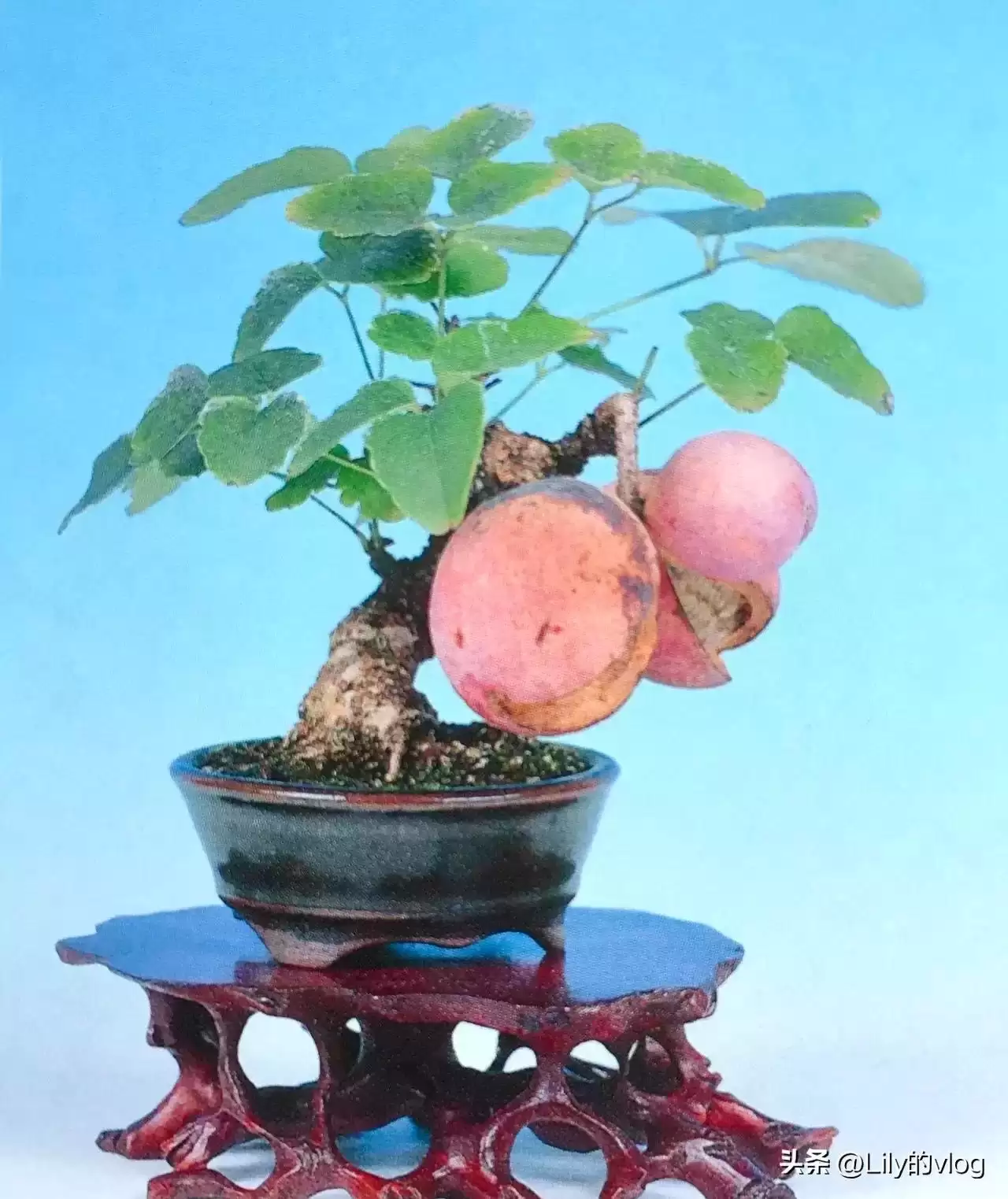 “野果王”八月瓜！罕见珍稀，价值超乎想象！插图5