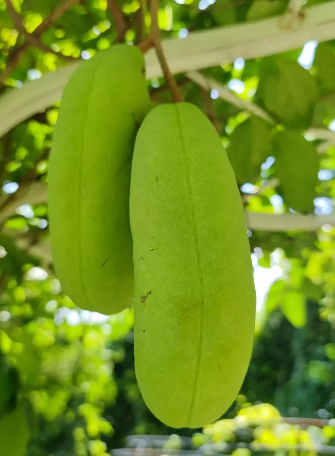 八月里话“八月瓜”：它竟能如此赚钱？插图11