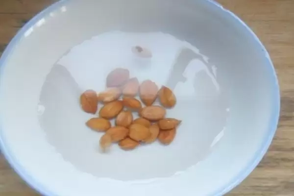 会东网杏核种植全攻略:从泡水到发芽-会东网