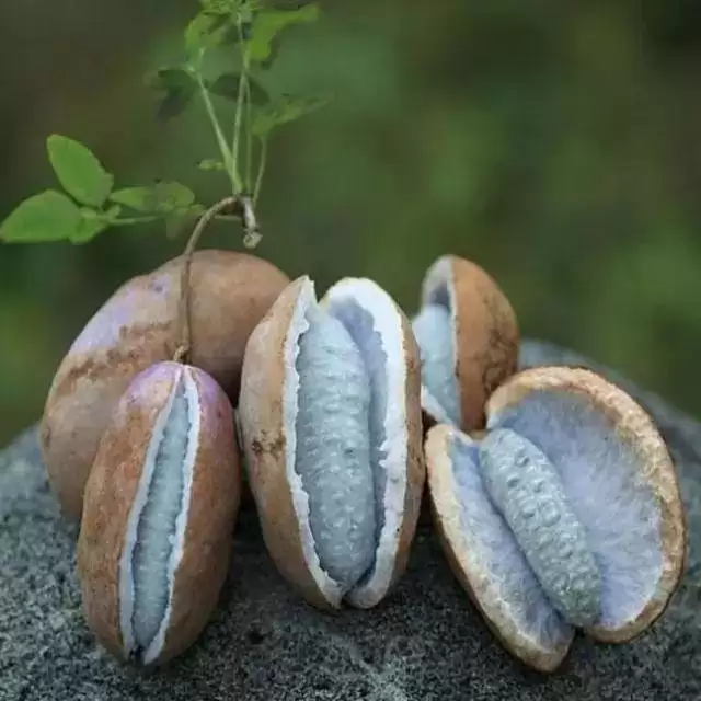 不可错过的美味野果,长得像肾,全身是宝!-会东网