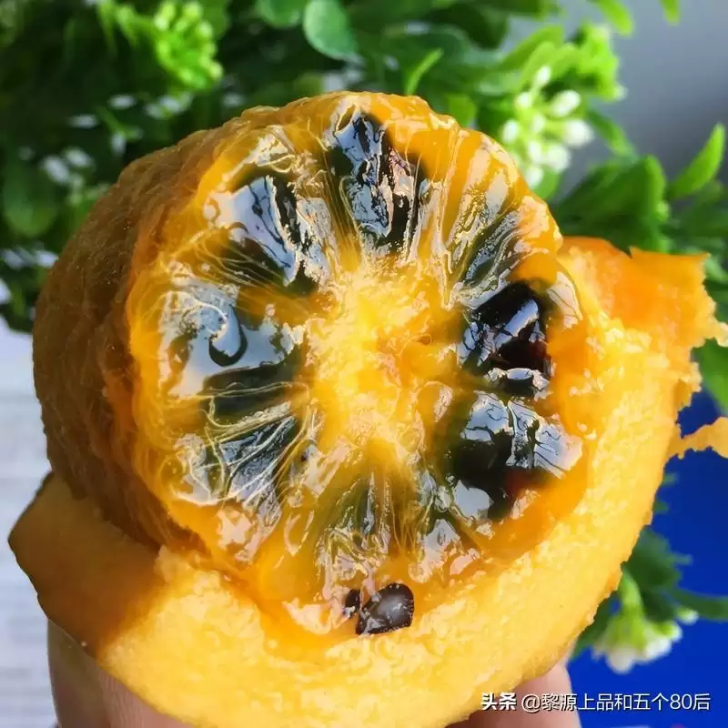 芒果还是野果?“九月黄”全身是宝,你知多少?-会东网