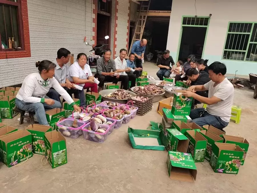 昭通彝良丰收节盛况!八月瓜喜获丰收,农民笑开颜!插图3 昭通彝良丰收节盛况!八月瓜喜获丰收,农民笑开颜!插图3