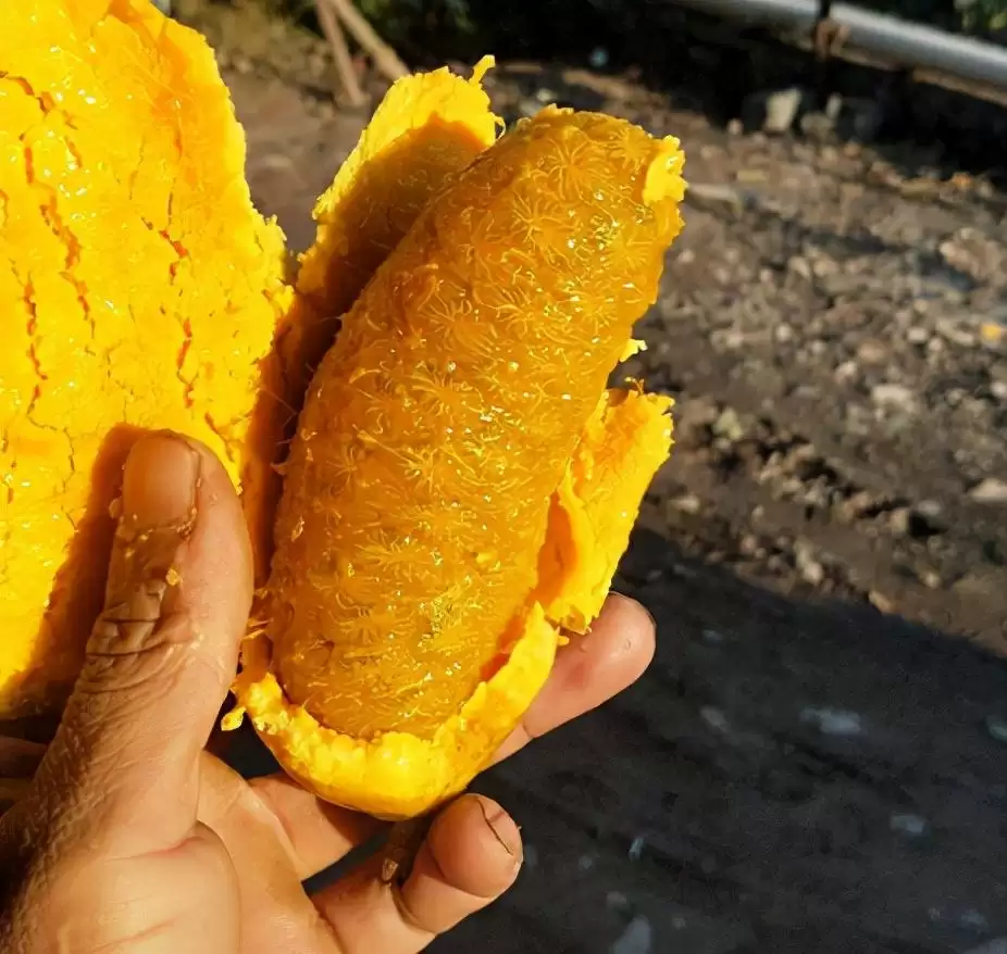 “九月黄”野果来袭！霜打后更加美味，错过可惜！插图2