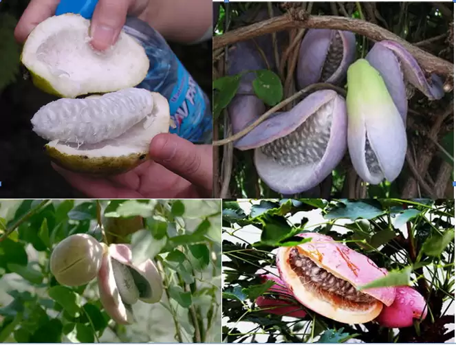 神秘水果“八月炸”曝光,你尝过这大自然的馈赠吗?-会东网