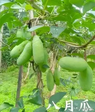 “野果王”八月瓜！罕见珍稀，价值超乎想象！插图1