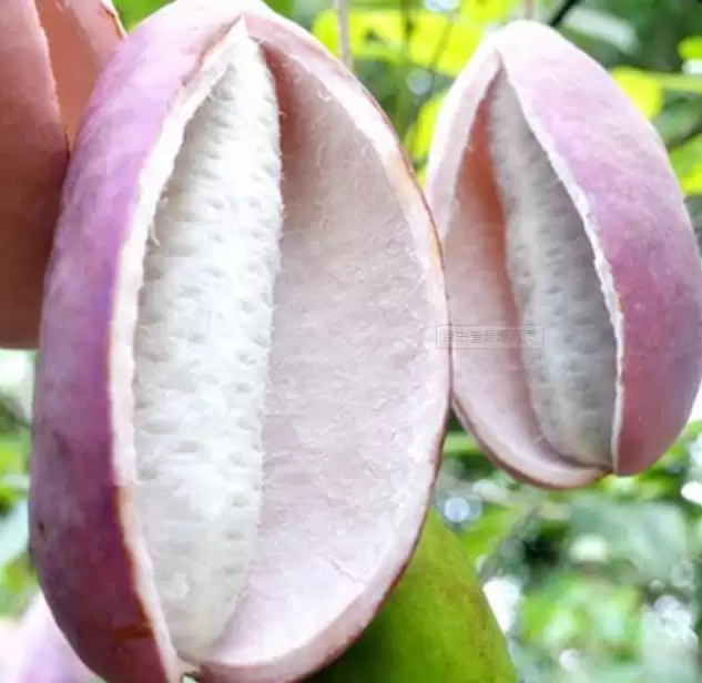 “八月炸”为何炸裂？农村野果背后的秘密大公开！插图3