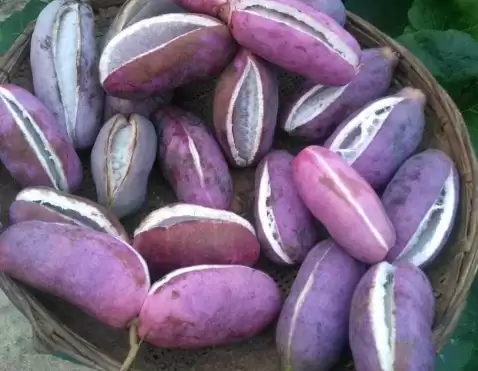 曾不起眼的“八月炸”，变身成“致富果”，1斤18元让不少人眼红插图1