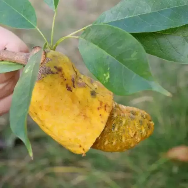 不可错过的美味野果，长得像肾，全身是宝！插图1