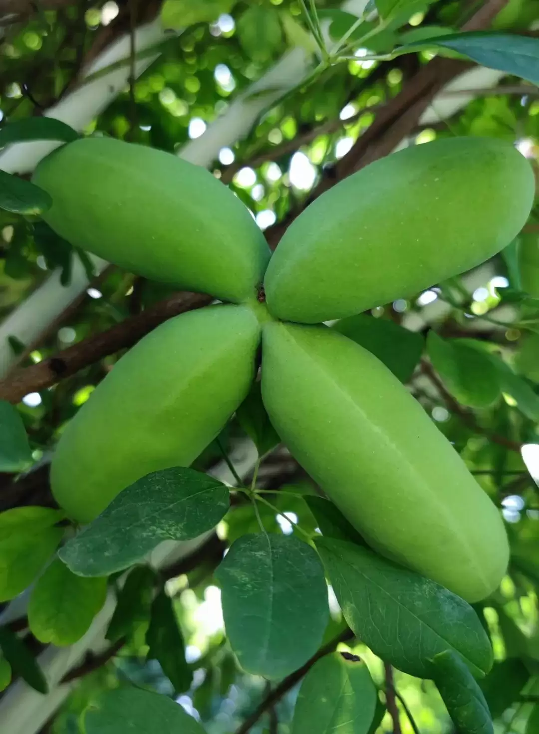 八月里话“八月瓜”：它竟能如此赚钱？插图12