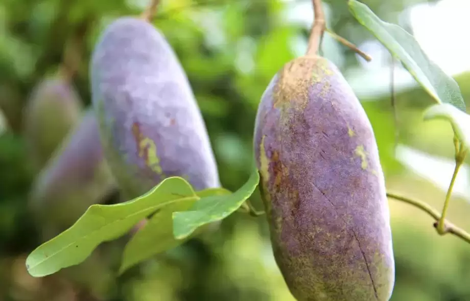 “八月炸”为何炸裂？农村野果背后的秘密大公开！插图4