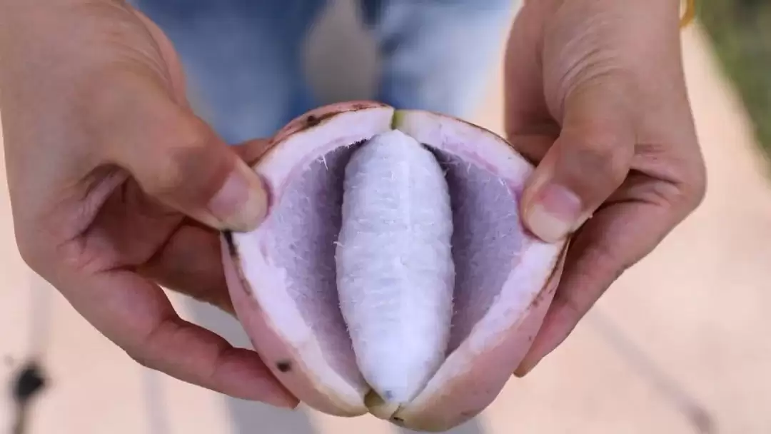 炸裂上市!这浑身是宝的水果你怎能错过?插图4 炸裂上市!这浑身是宝的水果你怎能错过?插图4