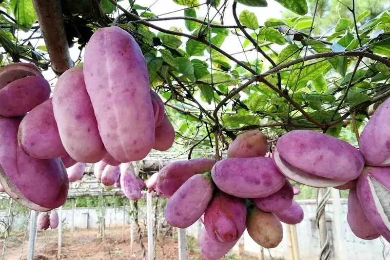 八月炸，九月也炸！这水果你了解多少？插图2