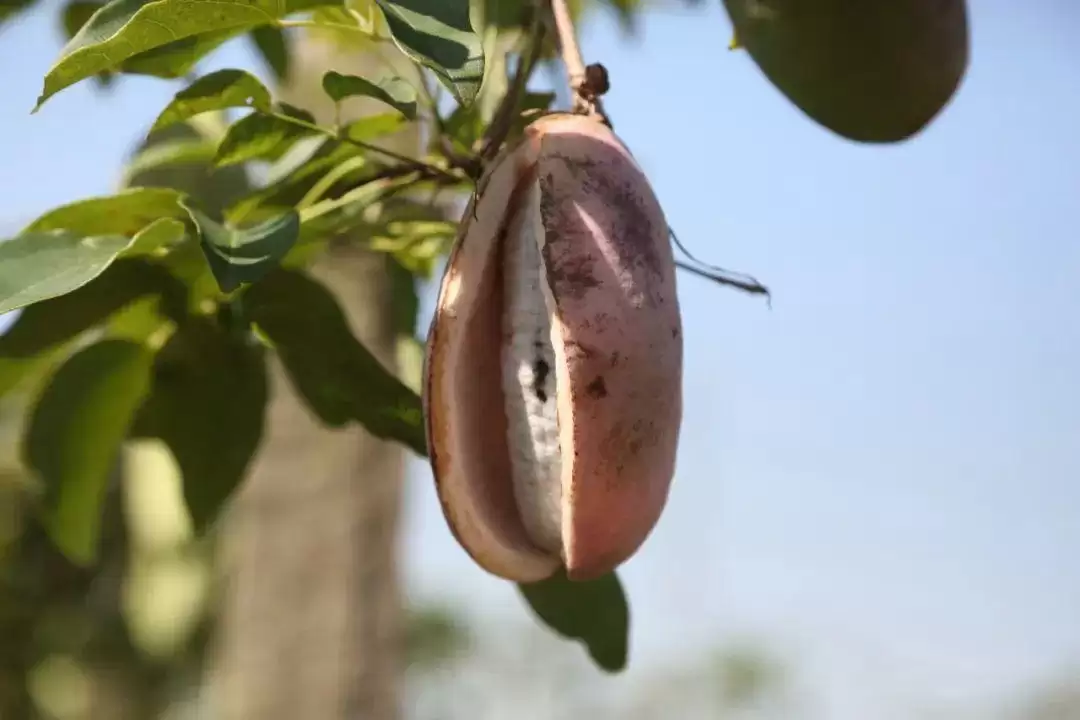 惊现“一碰就炸”的神奇野瓜,你敢挑战味蕾吗?-会东网