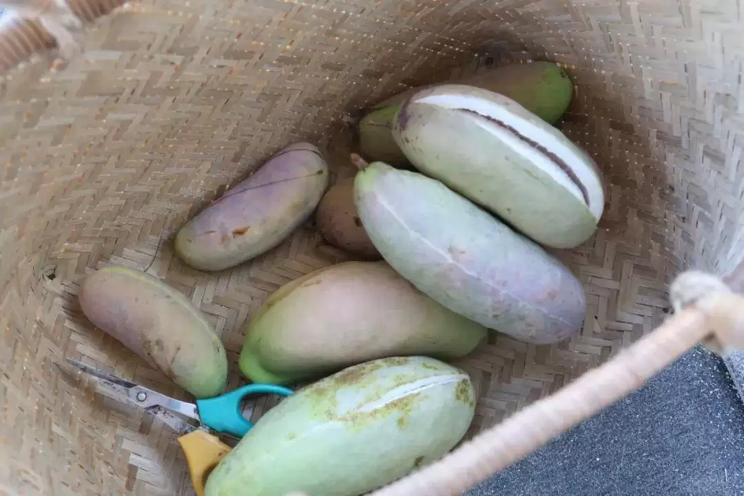 惊现“一碰就炸”的神奇野瓜,你敢挑战味蕾吗?插图3 惊现“一碰就炸”的神奇野瓜,你敢挑战味蕾吗?插图3