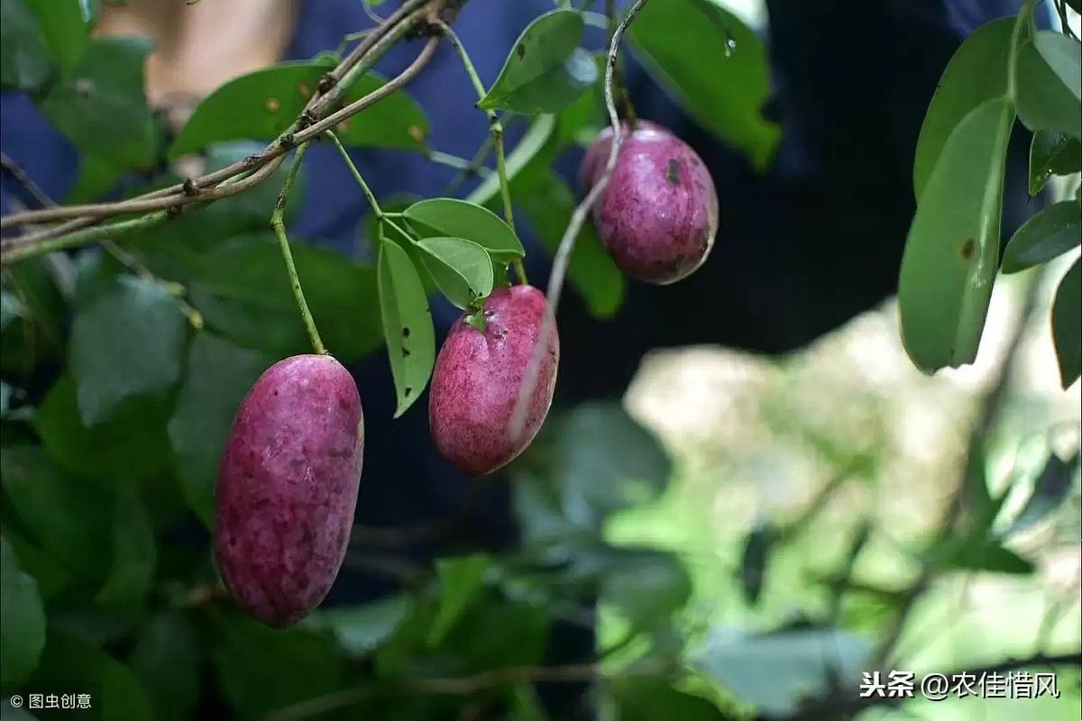 揭秘！亩产3000斤、亩收入8万的八月炸怎么种？插图2