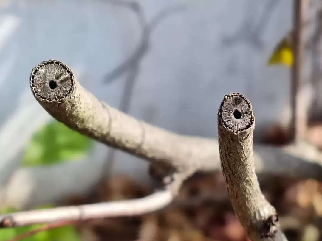 八月里话“八月瓜”：它竟能如此赚钱？插图8