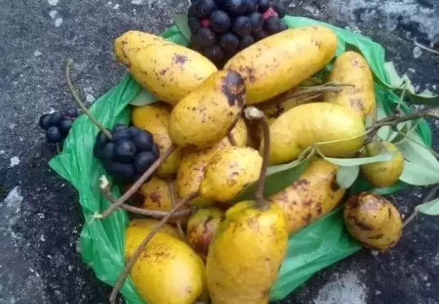 芒果还是野果？农村大山里的“八月炸”竟如此美味！插图4