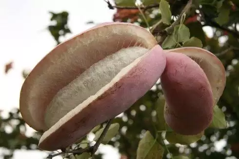 神秘水果“八月炸”曝光,你尝过这大自然的馈赠吗?插图4 神秘水果“八月炸”曝光,你尝过这大自然的馈赠吗?插图4