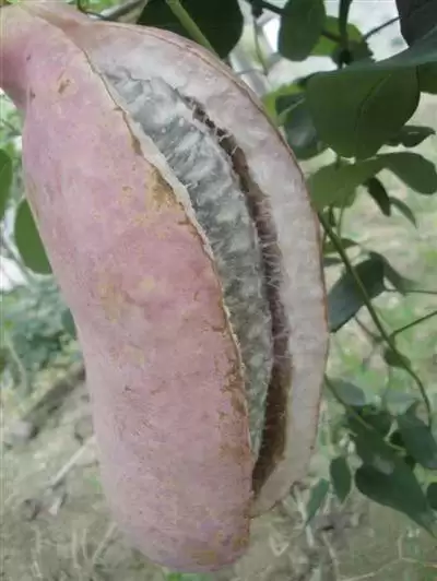 探秘八月瓜前世今生！它竟来自这里？插图1