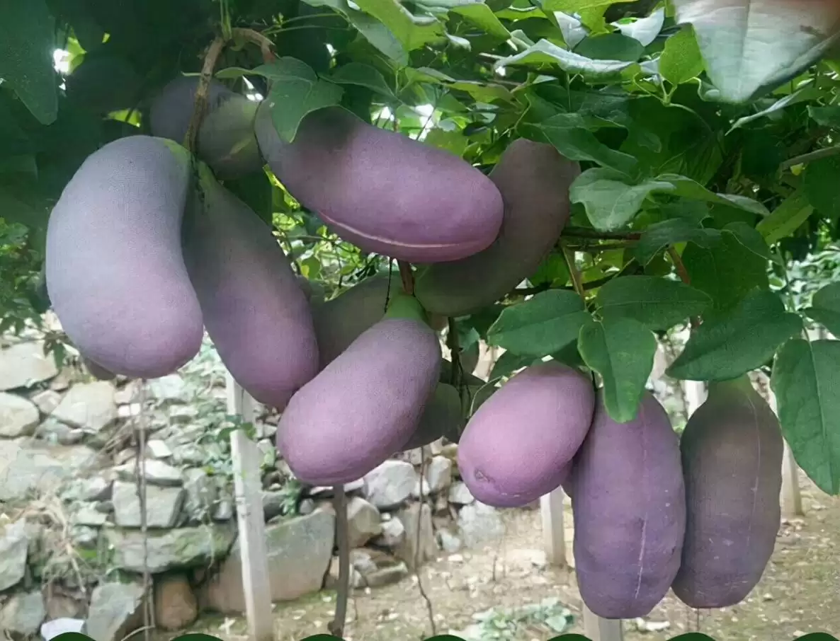 香蕉还是“八月炸”？这款野果让你重新定义水果的味道！插图3