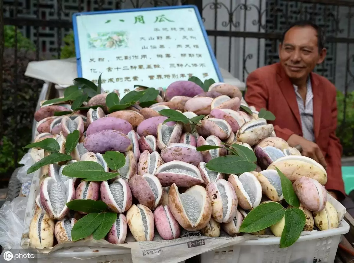 探秘八月瓜前世今生!它竟来自这里?-会东网