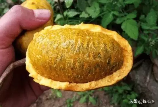 农村称之九月黄，常被认成八月瓜，80后儿时当零食，如今极其少见插图5