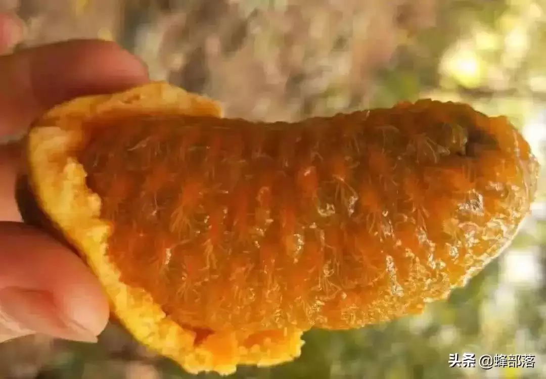 农村称之九月黄，常被认成八月瓜，80后儿时当零食，如今极其少见插图1